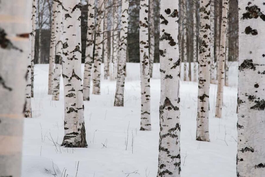 Rovaniemi: Snowshoeing in the Arctic Wilderness - Campfire Time: Sausage, Warm Drinks, and Flint and Steel
