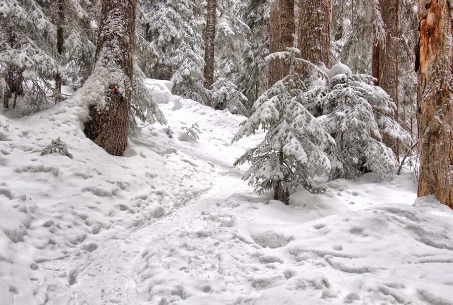 Rovaniemi: Snowshoeing Tour with Wild Lunch and Hotel Pickup - Guide style and English explanations