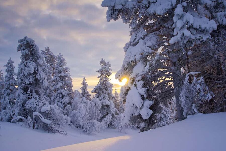 Rovaniemi: Snowy Forest Like in the Movies 3 Hour Tour - Why this snowy forest near Rovaniemi feels like a film set