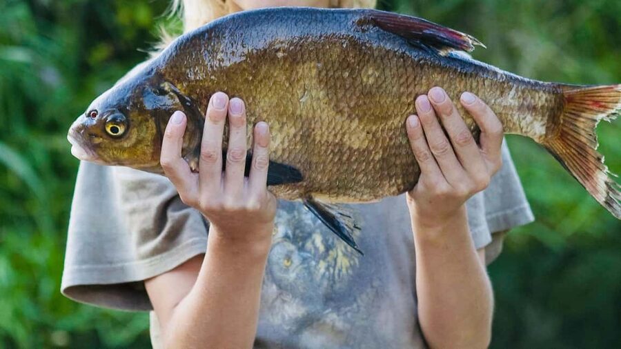 Rovaniemi: Summer & Autumn Fishing Tour in Lapland & BBQ - How the 4-hour rhythm fits beginners without feeling rushed