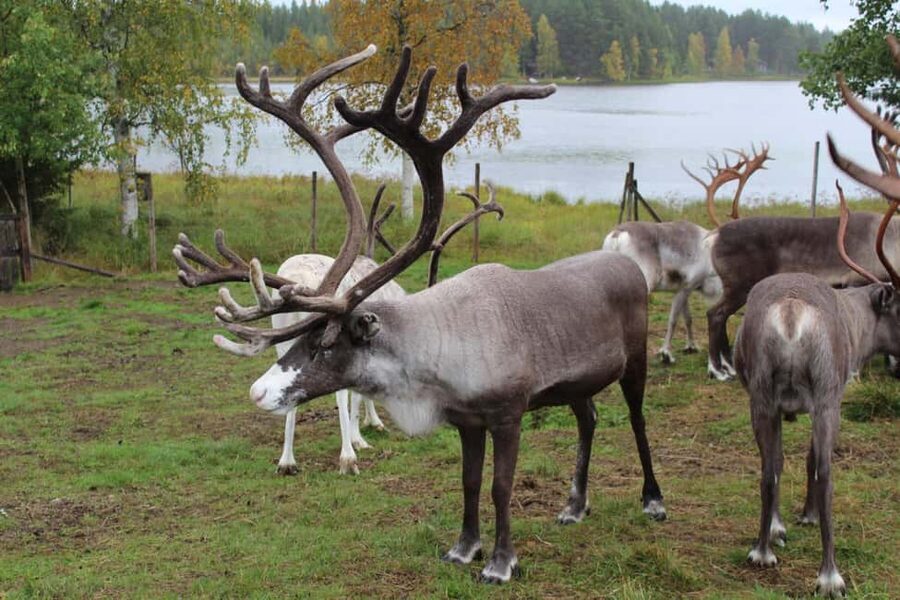 Rovaniemi: Summer/Autumn Reindeer Farm Experience - Key things I’d watch for before you go