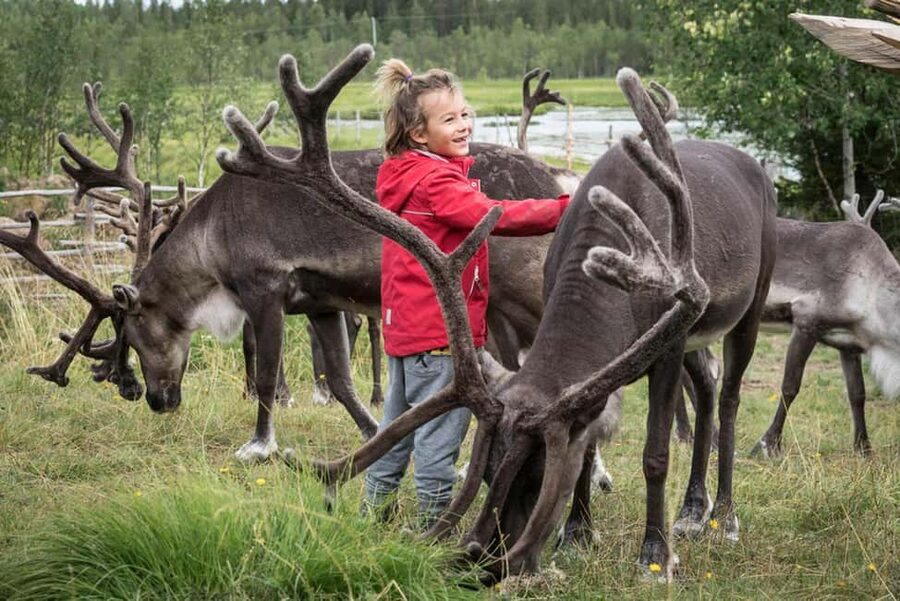 Rovaniemi: Summer/Autumn Reindeer Farm Experience - Summer and autumn reindeer herding in Rovaniemi, and why this format is smart