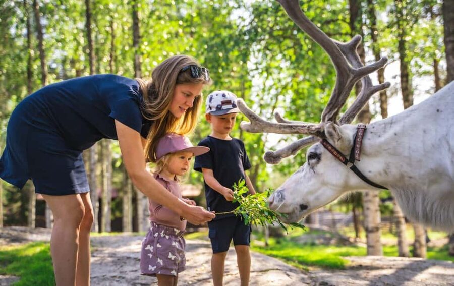 Rovaniemi: Summer/Autumn Reindeer Farm Experience - Meeting the herder and learning the Arctic lifestyle behind the work