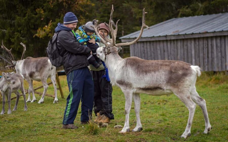 Rovaniemi: Summer/Autumn Reindeer Farm Experience - Pickup, the two-hour timeline, and how to avoid rushing