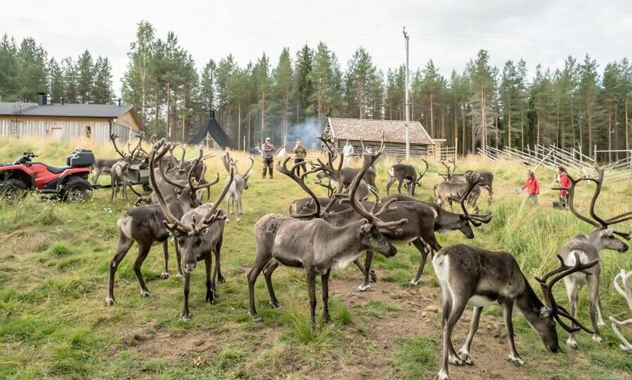 Rovaniemi: Summer Reindeer Farm Experience - Key highlights you should care about