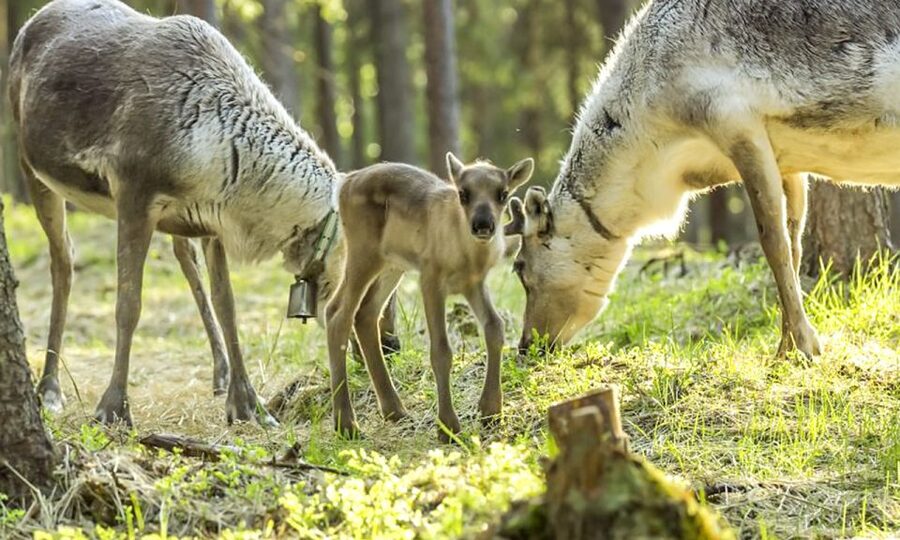 Rovaniemi: Summer Reindeer Farm Experience - Summer reindeer in daylight: why this feels different
