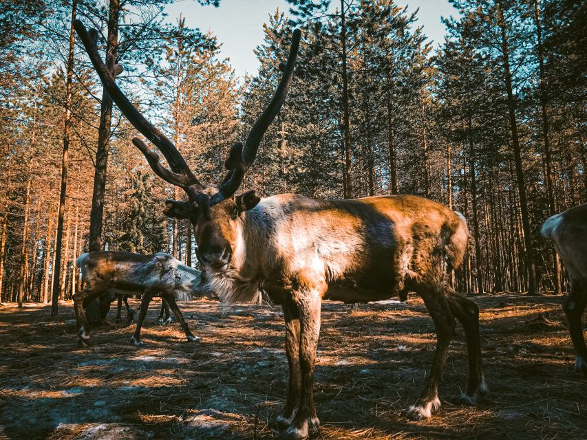 Rovaniemi: Summer Reindeer Farm Experience - The farm tour on summer grounds: grazing, antlers, and close observation
