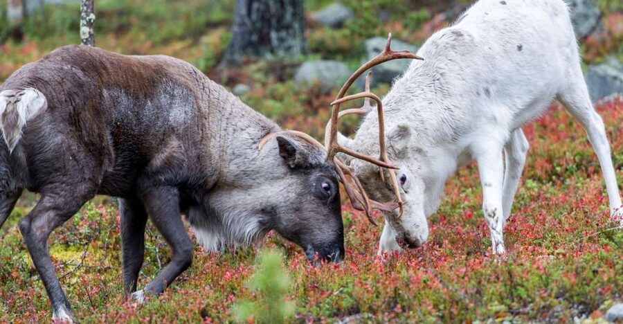 Rovaniemi: Summer Reindeer Farm Experience - Pickup from Rovaniemi, group size, and what 5 hours really means