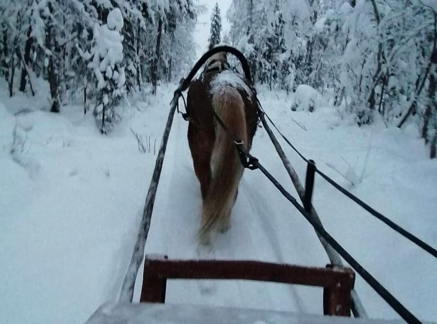 Rovaniemi: Traditional Finnhorse Sleigh Ride at SCV (3km) - Who this tour fits best, and who should skip it
