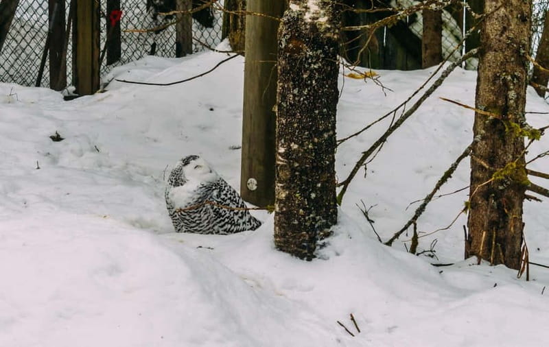 Rovaniemi: Trip to Ranua Zoo with Tickets - Rovaniemi pickup to Ranua Zoo: the 1 to 1.5 hour winter ride