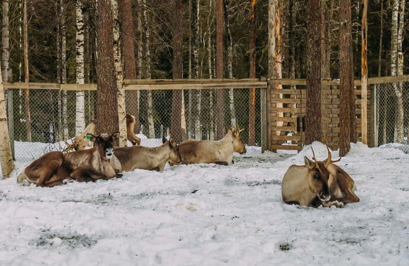 Rovaniemi: Trip to Ranua Zoo with Tickets - Spot lynxes, wolves, moose, and birds of prey, plus Finland’s white bear