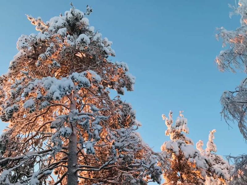Rovaniemi: Trip to Ranua Zoo with Tickets - Uncle Alex in the driver seat: comfort, safety, and English tips