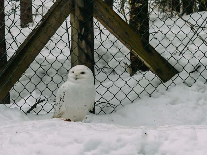 Rovaniemi: Trip to Ranua Zoo with Tickets - The $116 price tag: what you get, and how it compares