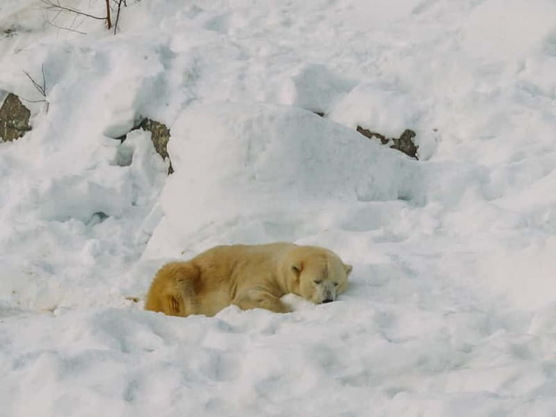 Rovaniemi: Trip to Ranua Zoo with Tickets - Should you book this Ranua Zoo ticket and transfer from Rovaniemi?