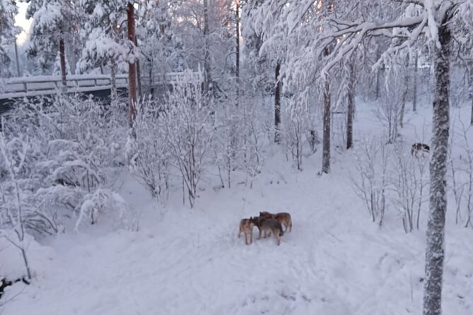 Rovaniemi: Trip to Ranua Zoo with Tickets Included - What you should pack for Ranua in winter conditions