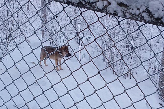 Rovaniemi: Trip to Ranua Zoo with Tickets Included - Time, group size, and the weather reality
