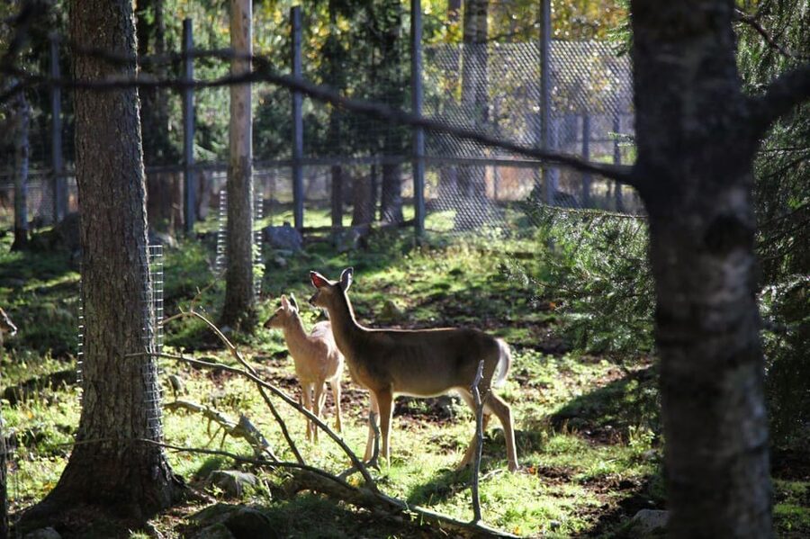 Rovaniemi: trip to the Ranua Zoo (transportation, tickets) - What You’ll See in Ranua: 50 Plus Arctic and Sub-Arctic Species