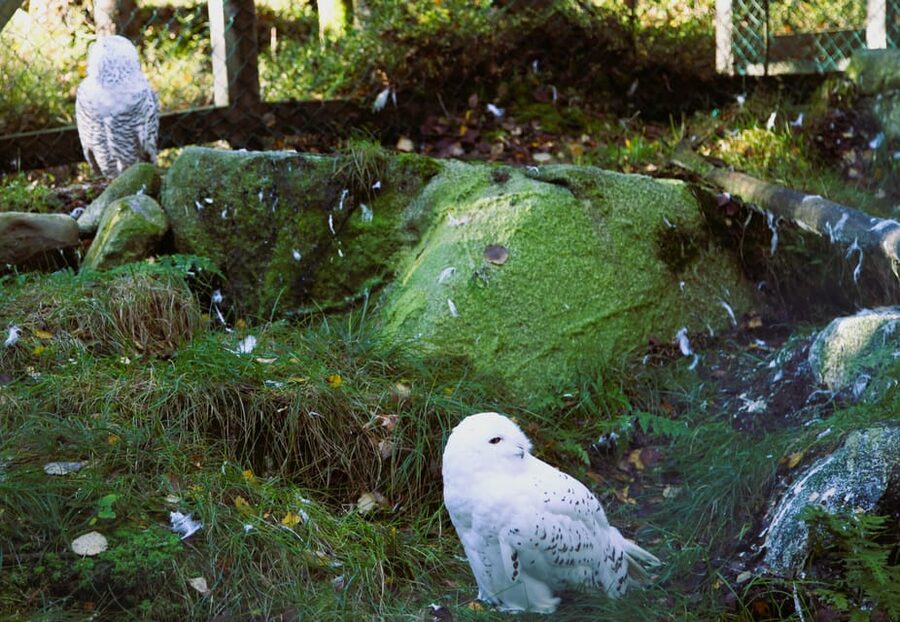 Rovaniemi: trip to the Ranua Zoo (transportation, tickets) - Price and Value: Is $117 Worth It Here?