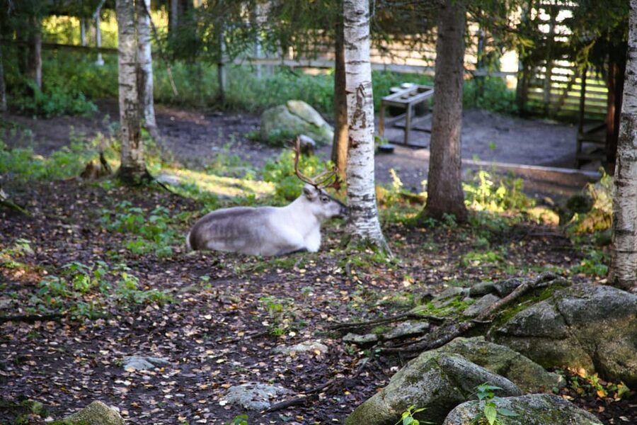 Rovaniemi: trip to the Ranua Zoo (transportation, tickets) - Should You Book This Ranua Zoo Day Trip?