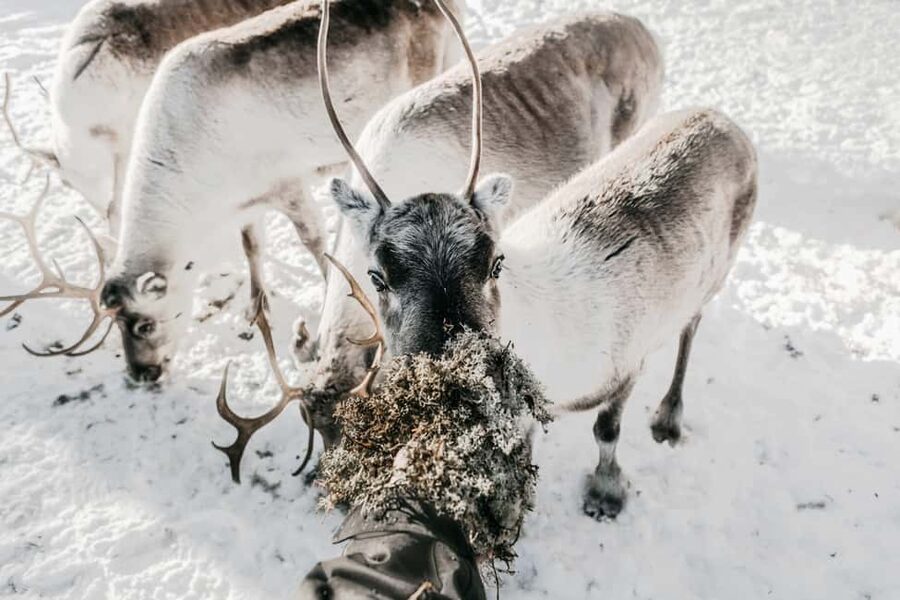 Rovaniemi: Visit to Santa's reindeer farm with reindeer ride - The 500 meter sleigh ride: short, smooth, and very Lapland