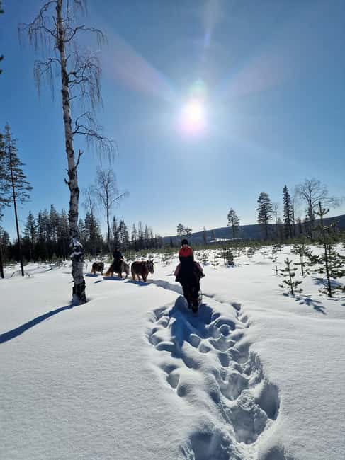 Rovaniemi: Winter Horseback Ride on Snowy Hills and Forests - The one-hour ride: snowy forest trails and a hilltop viewpoint