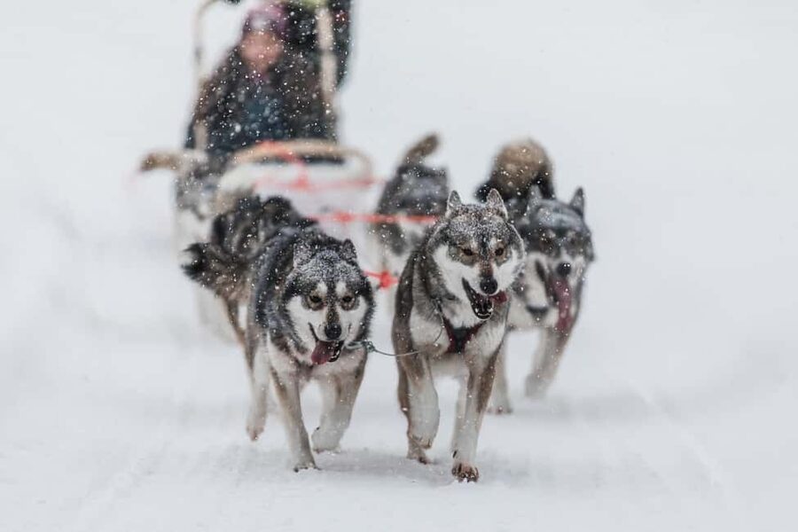 Ruka: 10km Husky Sled Ride with Snacks and Campfire - Meeting at Lammintupa Safari House and getting tour-ready