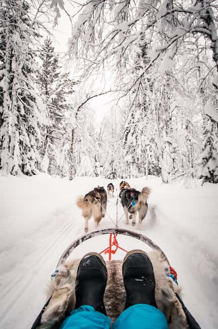 Ruka: 5km Husky Safari with Snacks and Campfire - After the sled: meeting the dogs and learning how the team works