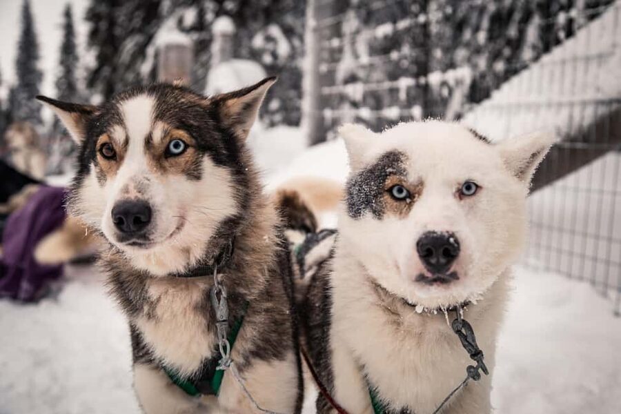 Ruka: Reindeer Ride and Husky Safari with Snacks - Reindeer Ride: Quiet Snow and Close-Up Lapland Animal Time