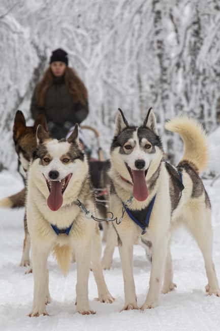 Ruka: Reindeer Ride and Husky Safari with Snacks - Lammintupa Cafe Start: Your Day Gets Organized Fast