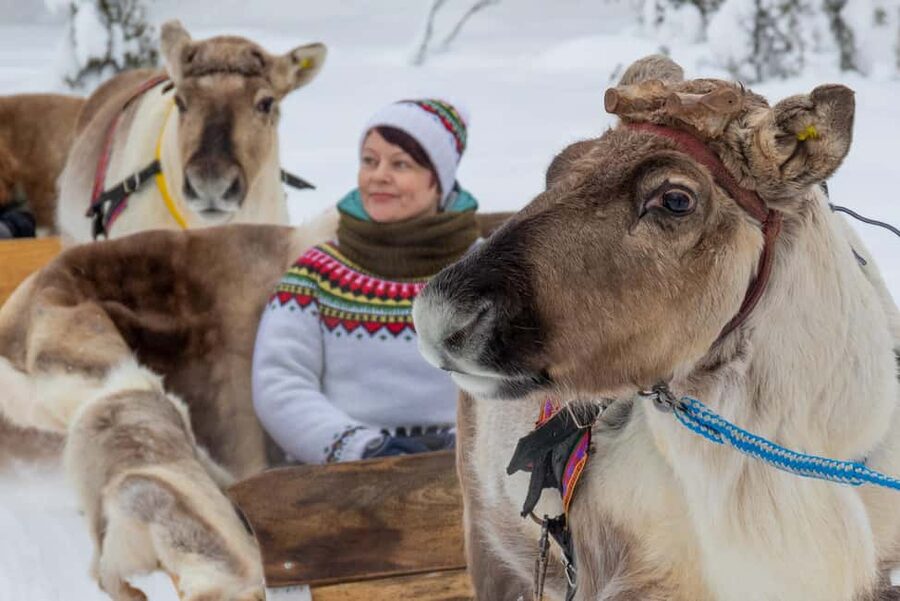 Ruka: Reindeer Ride with Feeding - Key Highlights I’d Focus On