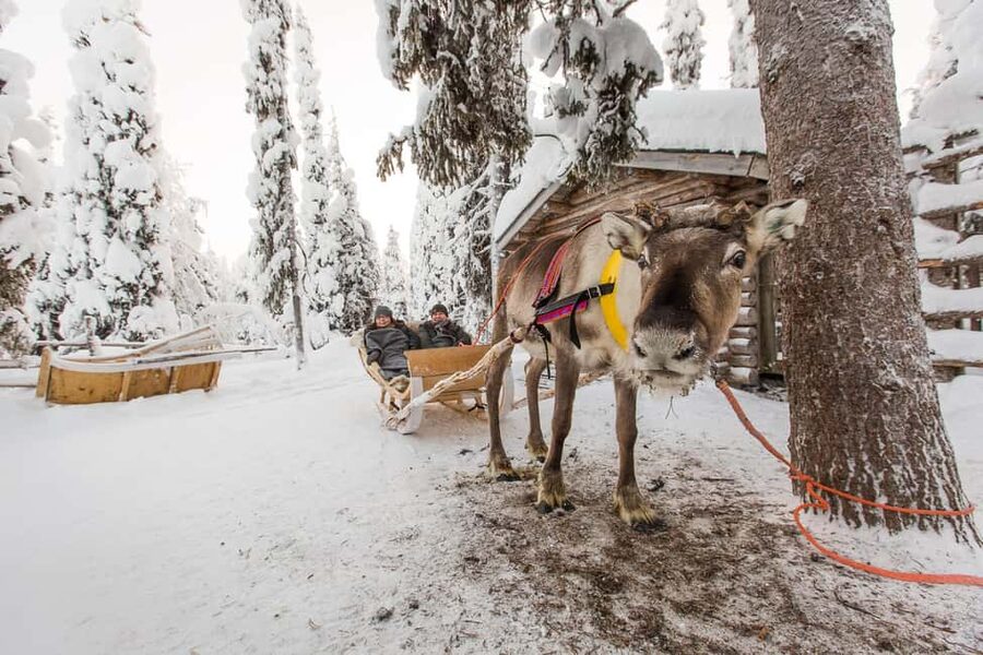 Ruka: Reindeer Ride with Feeding - Why This Ruka Reindeer Ride Feels Like Real Lapland Time