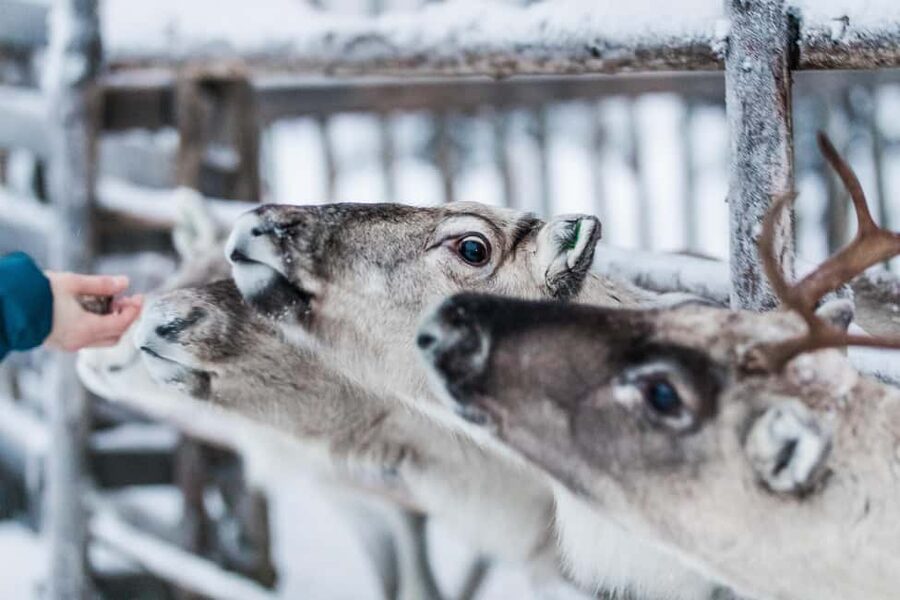 Ruka: Reindeer Ride with Feeding - Starting at Lammintupa Cafe: The Moment You’re in Ruka Mode