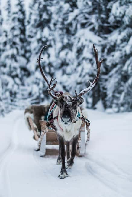Ruka: Reindeer Ride with Snacks and Storytime - Key highlights you should care about