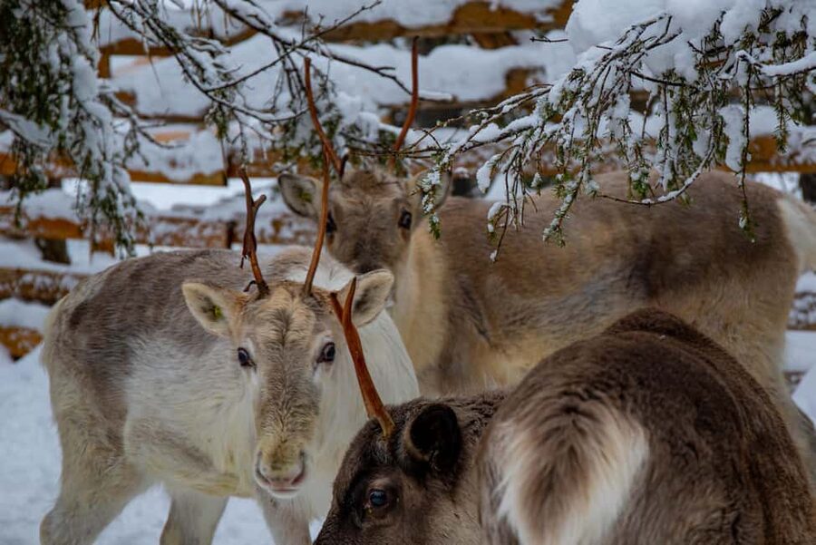 Ruka: Reindeer Ride with Snacks and Storytime - The 1.5 km reindeer sledge ride in silent old woods