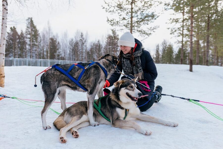 Saariselkä: 10KM Husky Safari with kennel visit - What’s Included, and What You Should Budget For
