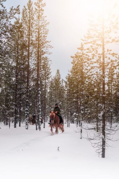 Arctic Trail Horse Riding Tour