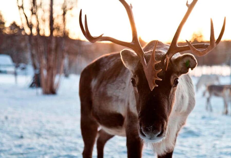 Saariselkä: Aurora Hunting & Reindeer Wilderness Experience - Key takeaways before you go
