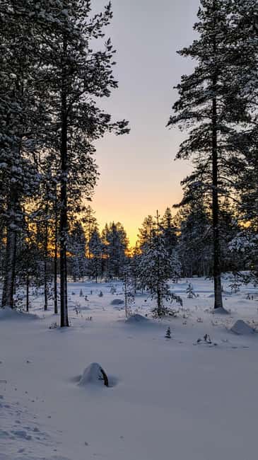 Saariselkä: Guided Forest Snowshoe Walk - Key Things That Make This Walk Worth Your Time