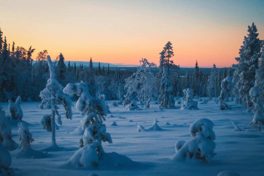 Saariselkä: Guided Forest Snowshoe Walk - Saariselkä Snowshoes: The Arctic Quiet, Up Close