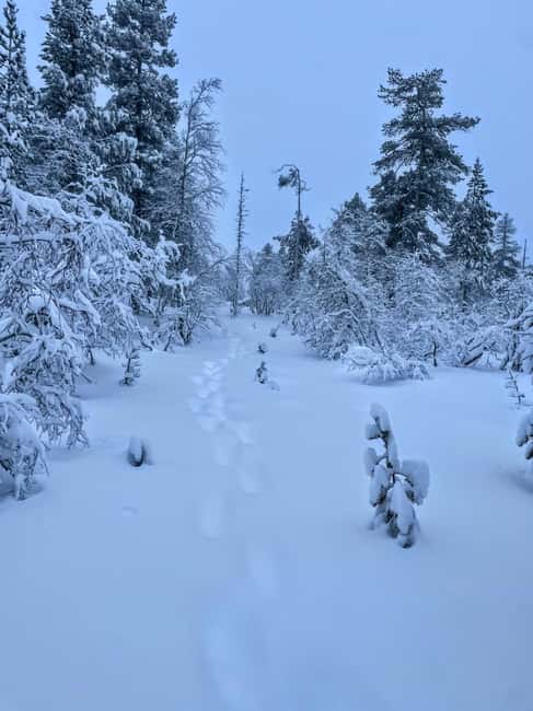 Saariselkä: Guided Forest Snowshoe Walk - The Forest Trail: Slow Steps, Real Stillness