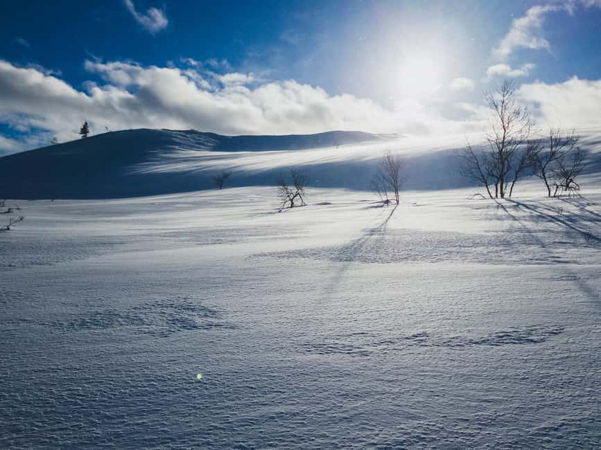 Saariselkä: Guided Forest Snowshoe Walk - Photo Stops That Actually Work With a Winter Schedule