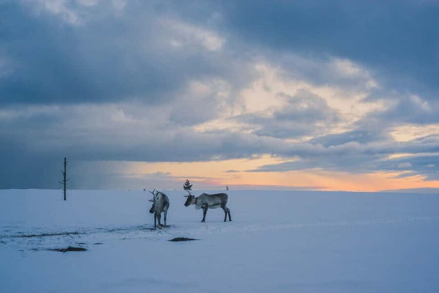 Saariselkä: Guided Forest Snowshoe Walk - The Mid-Walk Coffee and Cookies Moment