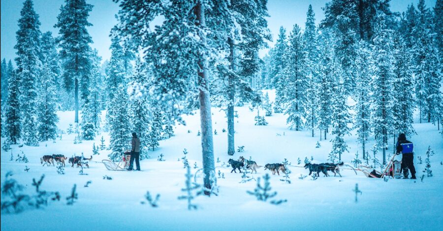 Saariselkä: Husky Safari with Aurora Borealis Hunt - Saariselkä husky sleighs and why the Aurora Hunt feels more personal here