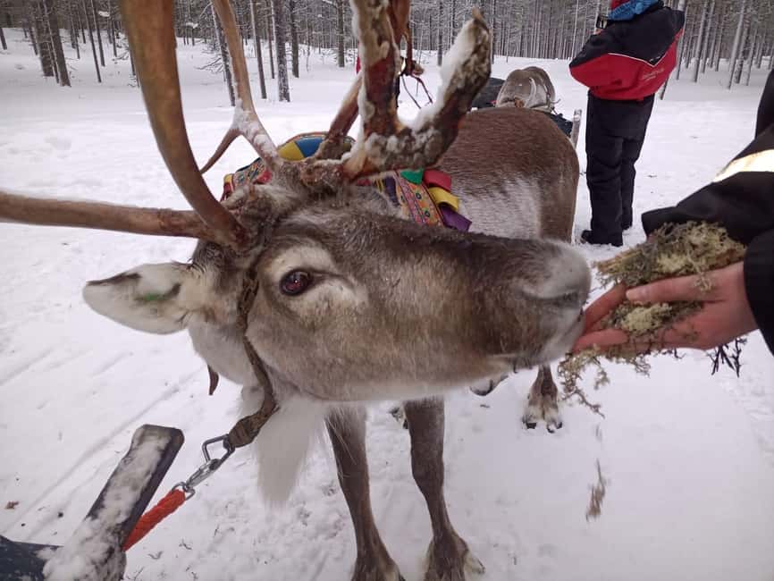 Saariselkä: Northern Lights & Reindeer Sledding Tour - Thermal Clothing and the Best Way to Dress for the Night