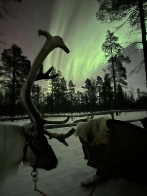 Saariselkä: Northern Lights & Reindeer Sledding Tour - The Reindeer Sleigh Driving Part You Actually Came For
