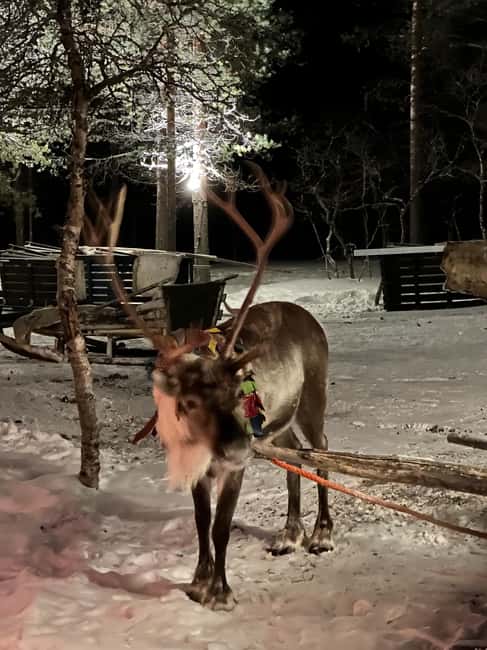 Saariselkä: Northern Lights & Reindeer Sledding Tour - Cameras, Phones, and the Flash Rule That Keeps Everyone Safe