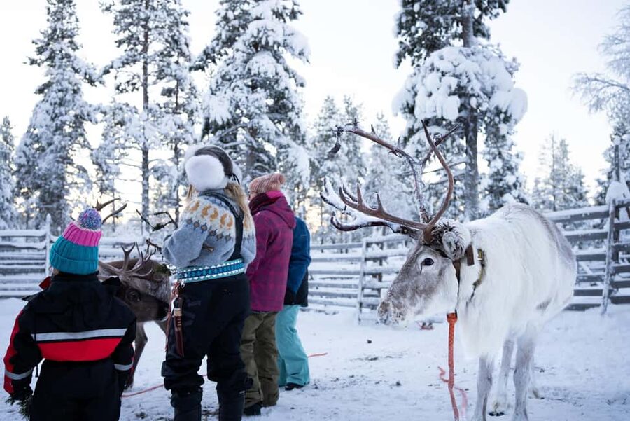 Saariselkä: Reindeer Farm Experience with Snack and Drinks - The Reindeer Enclosure, Feeding Lichen and Getting Real Close