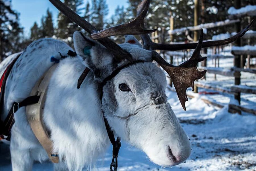 Saariselkä: Reindeer Farm Experience with Snack and Drinks - Aurora Hut Warmth, Grilled Sausages and Hot Drinks by the Fire