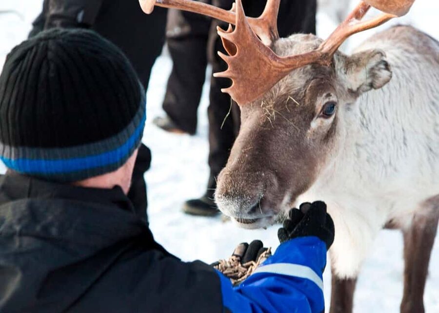 Saariselkä: Reindeer Farm Experience with Snack and Drinks - Who Should Book This Kuukkeli Reindeer Experience