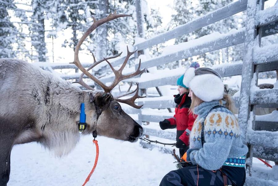 Saariselkä: Reindeer Farm Experience with Snack and Drinks - Should You Book It? My Practical Call